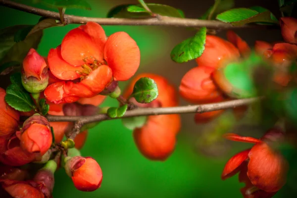 Chaenomeles japonica — Foto de Stock