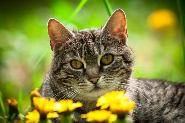 Gatto domestico — Foto Stock