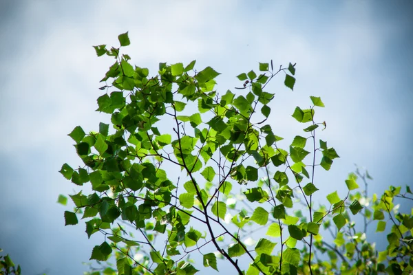 Betula Pendula — Fotografia de Stock