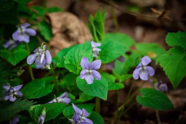 Viola odorata — Foto Stock