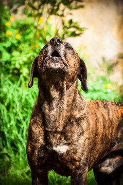 Bandog