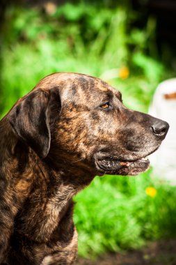 Bandog