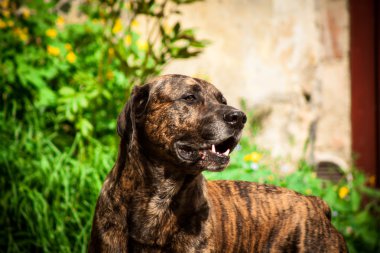 Bandog