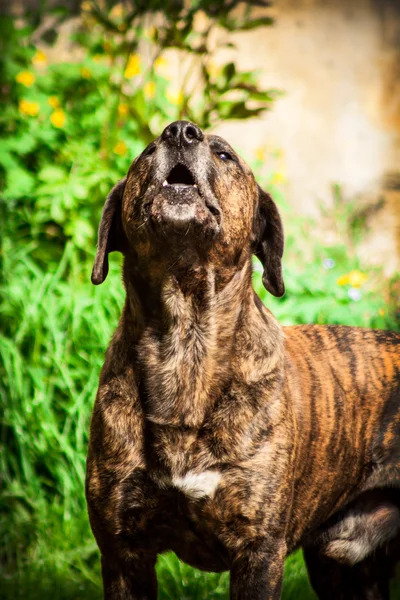 Bandog — Stockfoto