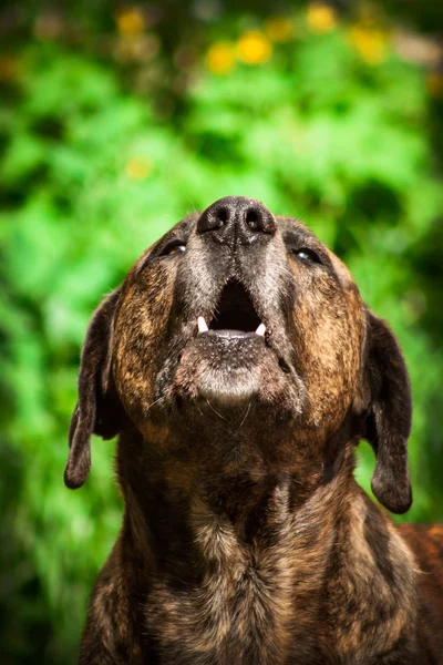 Bandog — Zdjęcie stockowe