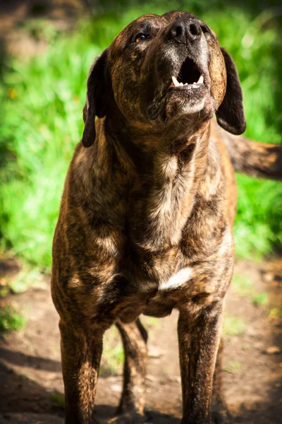 Bandog — Stock Photo, Image