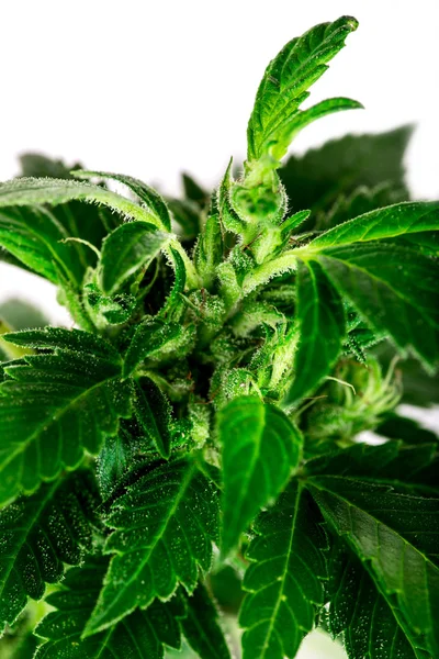 Gran detalle planta marihuana cannabis —  Fotos de Stock