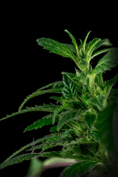 Gran detalle planta marihuana cannabis — Foto de Stock