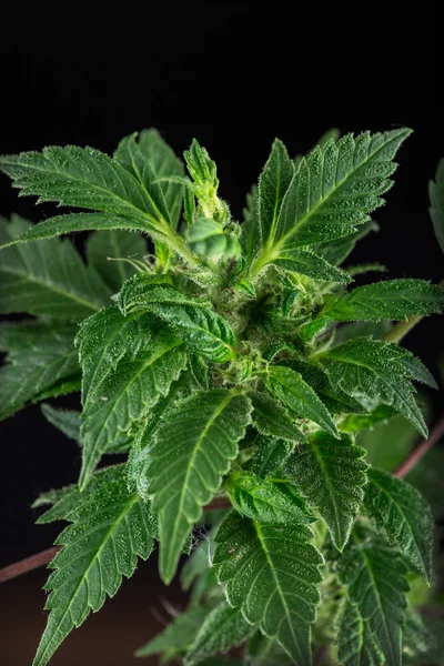Gran detalle planta marihuana cannabis — Foto de Stock