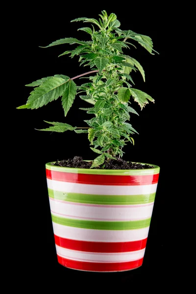 Marijuana em um fundo preto — Fotografia de Stock