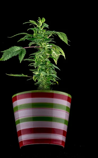 Marijuana em um fundo preto — Fotografia de Stock