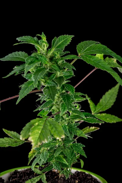 Marihuana op een zwarte achtergrond — Stockfoto