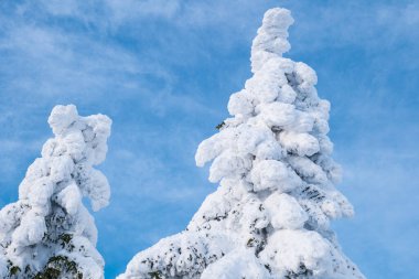 Kışın mavi gökyüzünde karlı ağaçlar
