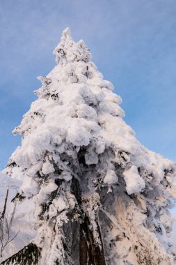 Kışın mavi gökyüzünde karlı ağaçlar