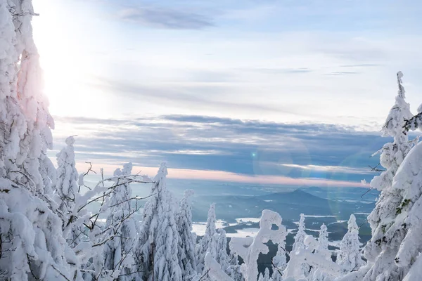 Snöiga Träd Vintersolnedgången — Stockfoto