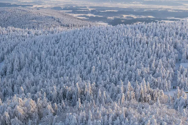 Snöiga Träd Vintern Blå Himmel — Stockfoto