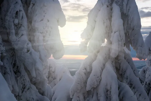 Śnieżne Drzewa Zimowym Zachodzie Słońca — Zdjęcie stockowe