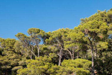 Hırvatistan kıyılarında çam ağacı, Drvenik