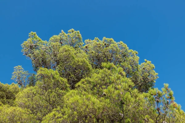 克罗地亚海岸的松树 Drvenik — 图库照片