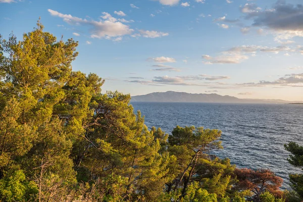 Pine Coast Croatia Drvenik — Stockfoto