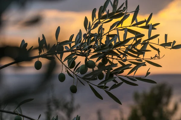 Oliveira Europeia Costa Croácia Pôr Sol — Fotografia de Stock