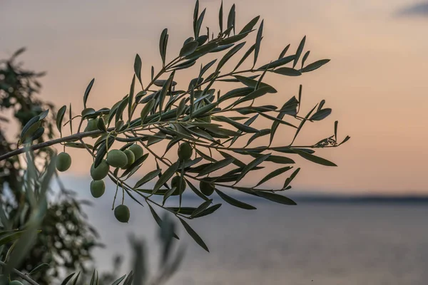 European Olive Tree Coast Croatia Sunset — Fotografie, imagine de stoc