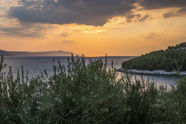 European Olive Tree Coast Croatia Sunset — Stock fotografie