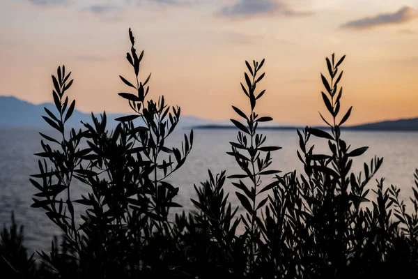Europejskie Drzewo Oliwne Wybrzeżu Chorwacji Zachodzie Słońca — Zdjęcie stockowe