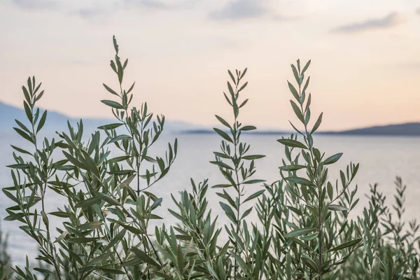 European Olive Tree Coast Croatia Sunset — Stock fotografie