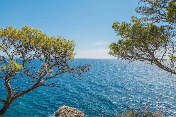 Pine Island Hvar Croatia — Stockfoto