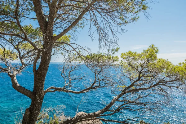 Pine Island Hvar Croatia — Stockfoto