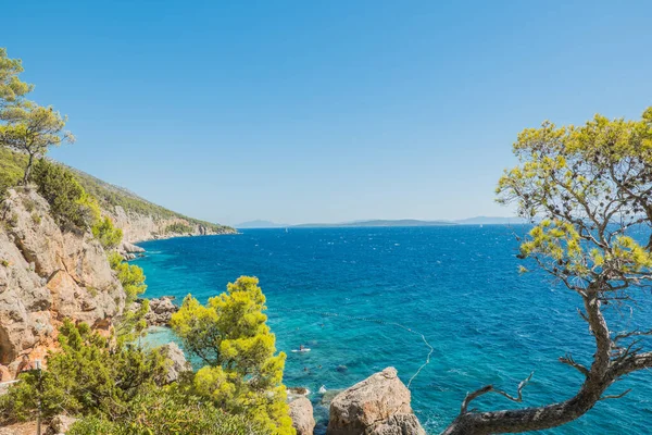 Dennen Het Eiland Hvar Kroatië — Stockfoto