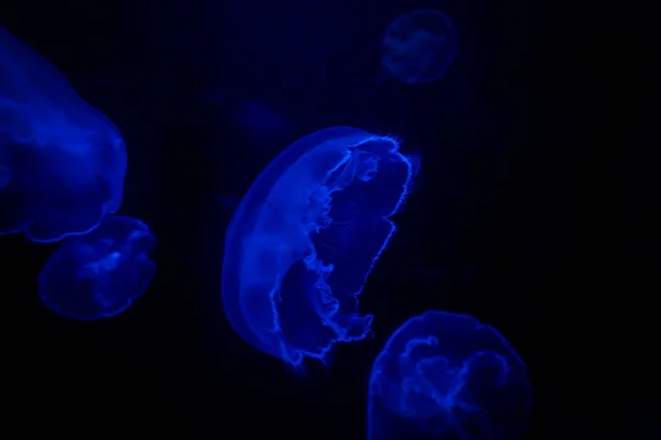Glowing Blue Purple Jellyfish Fundo Preto — Fotografia de Stock