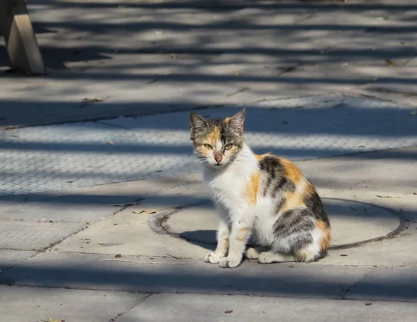 Stray Dirty Cat Kitten Roaming Streets Israel — Zdjęcie stockowe