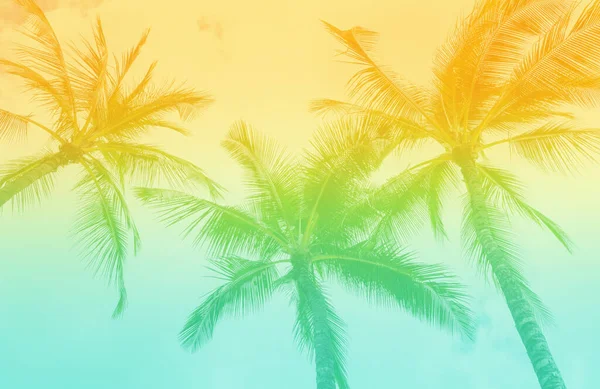 Тропічні Пальми Вінтажними Ретро Тонами Фото Пляжу Vibe Ліцензійні Стокові Зображення