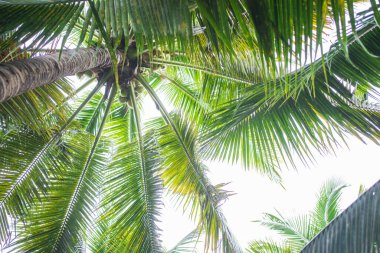 Palms filled with coconuts on the beach.