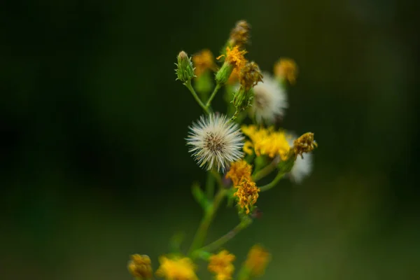 Farklı olgunlukta osot çiçekleri