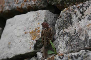 Serçenin sırtı taşların arasında.