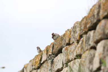 Serçe Hüseyin Bey 'in anıtmezarının taş duvarında yaşıyor..