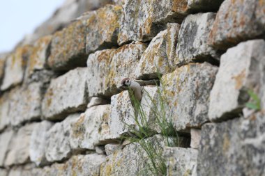 Serçe Hüseyin Bey 'in anıtmezarının taş duvarında yaşıyor..