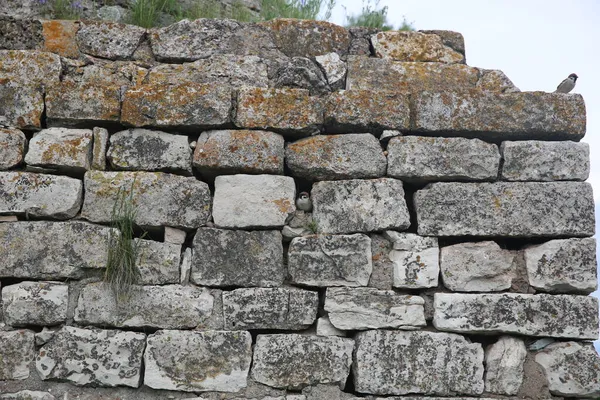 Sparrow Lives Stone Wall Mausoleum Hussein Bey — Stock Photo, Image