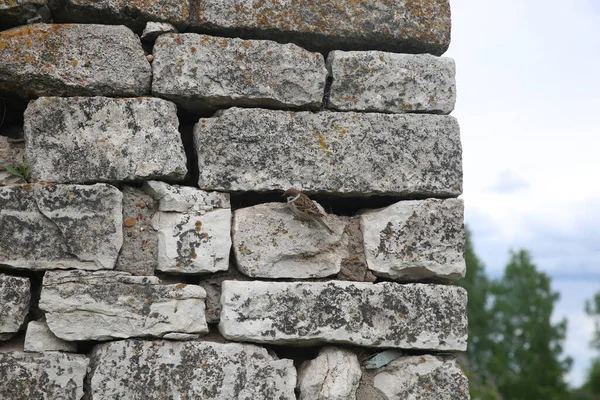 Serçe Hüseyin Bey 'in anıtmezarının taş duvarında yaşıyor..