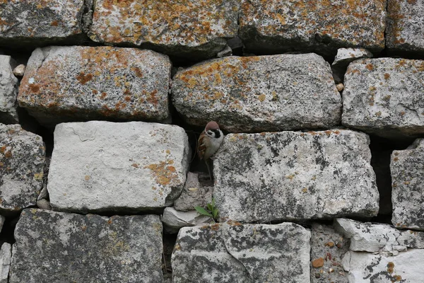 Serçe Hüseyin Bey 'in anıtmezarının taş duvarında yaşıyor..