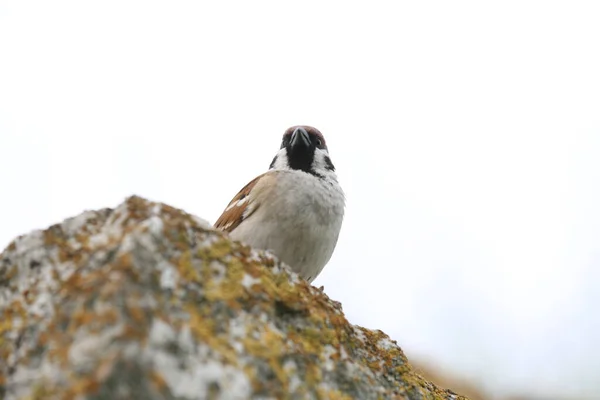 Serçe Hüseyin Bey 'in anıtmezarının taş duvarında yaşıyor..