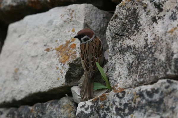 Serçe Hüseyin Bey 'in anıtmezarının taş duvarında yaşıyor..