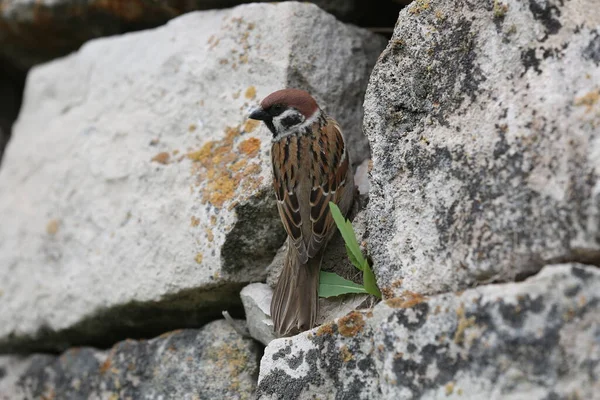 Serçe Hüseyin Bey 'in anıtmezarının taş duvarında yaşıyor..