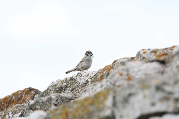 Bir serçe taşların arasına çim yapraklarından bir yuva inşa eder.
