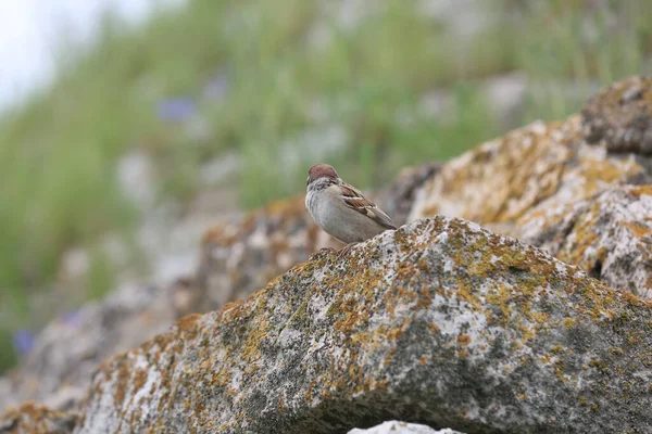 Burung Pipit Itu Tinggal Dinding Batu Makam Hussein Bey — Stok Foto
