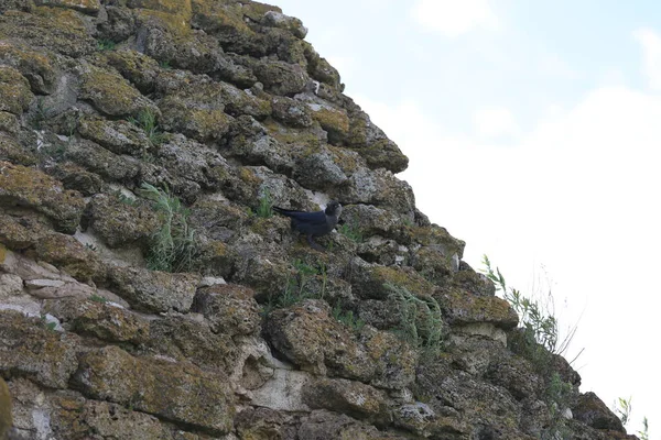 Karga taşların üstünde oturuyor.
