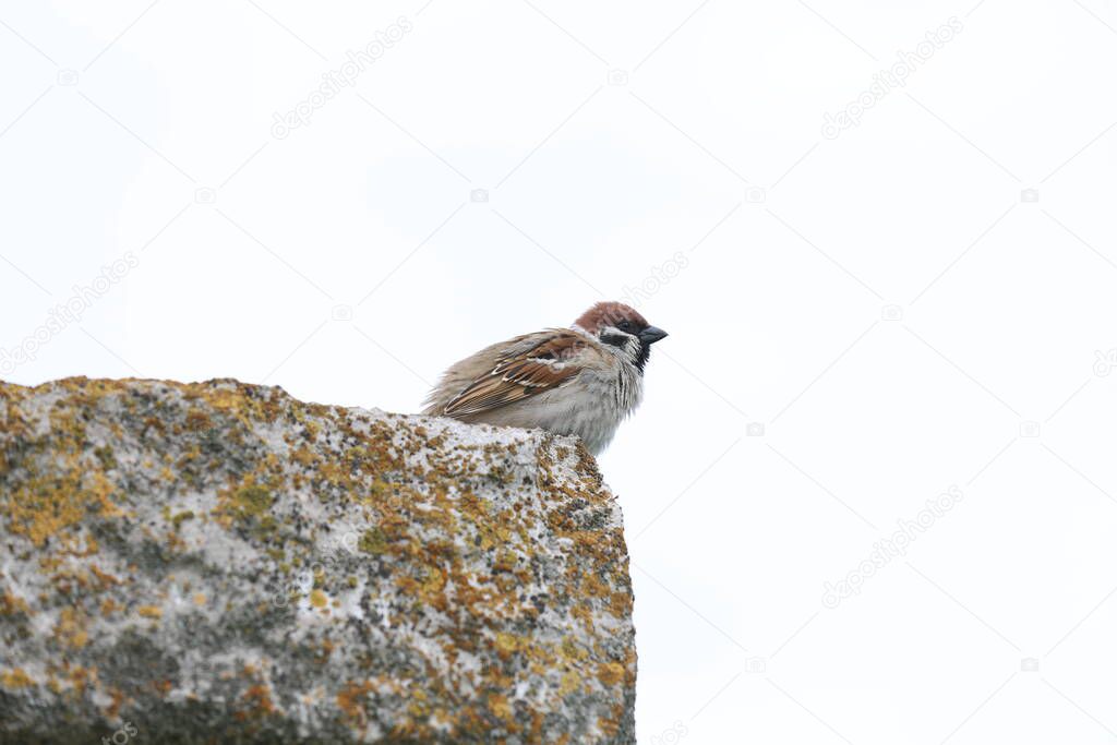 A perched sparrow guards a nest on a rock